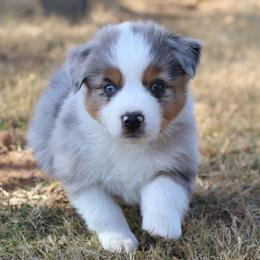 Cuba - Blue merle male Australian Shepherd puppy in Weatherford, Texas from Ridgestar Aussies