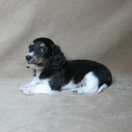 Tux - Piebald male Dachshund puppy in Pana, Illinois from Doxie Waggin Tails