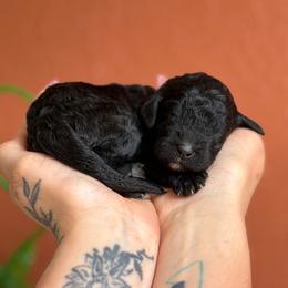 Poppy - Black female Poodle puppy in Midwest City, Oklahoma from Strawberry Hill Puppy Patch