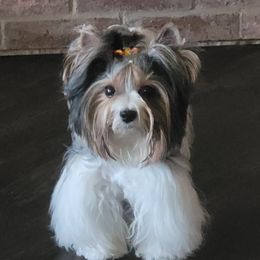 Spencer  - Biewer Terrier
