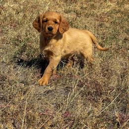 Duke - Golden male Golden Retriever puppy in Wellington, Colorado from High Country Golden Retrievers