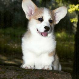 Pembroke Welsh Corgi Puppies from Anlen Pembroke Welsh Corgis