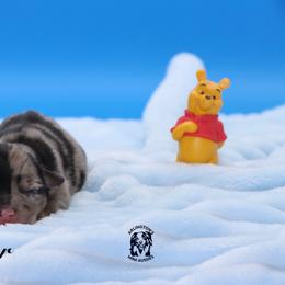 Pooh Bear - Blue merle male Miniature Australian Shepherd puppy in Weeki Wachee, Florida from Arlington's Mini Aussies