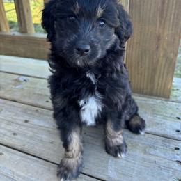 Edie - Black female Goldendoodle puppy in Gay, Georgia from That’s My Puppy