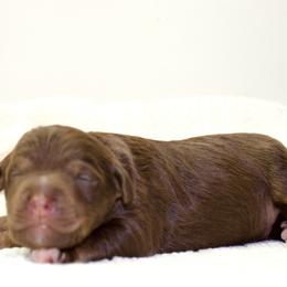 Mort - Red phantom male Aussiedoodle puppy in Decatur, Illinois from Signature Doodles