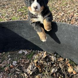 Buster OFA - Black rust and white male Bernese Mountain Dog puppy in Strasburg, Ohio from Lois Allison