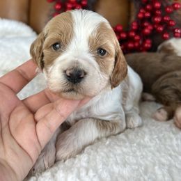 Noelle - Parti female Goldendoodle puppy in Ottawa, Ohio from Simply Beautiful Goldendoodles