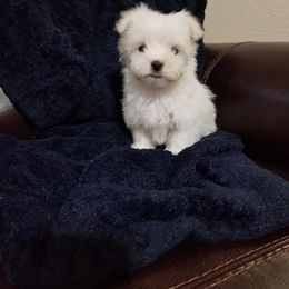 Mal-Shi and Maltese Puppies from Austin Maltese Babies