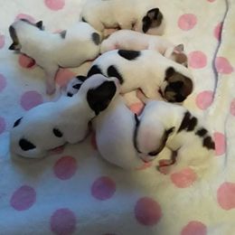 Chihuahua Puppies from Ay Chihuahua