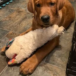 Labrador Retriever Puppies from Larke Lab Kennels