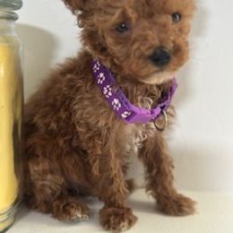Girl 2 - Red  female Goldendoodle puppy in Pawtucket, Rhode Island from Ds_minidoodles