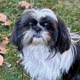 Lissa - Shih Tzu