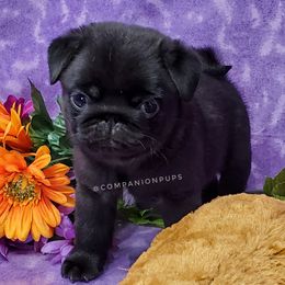 Pug Puppies from Companion Pups