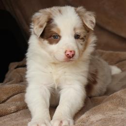 Joy - AKC Reg Red Merle - Red merle female Border Collie puppy in Courtland, Alabama from C Bar C Ranch Border Collies