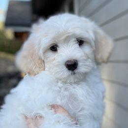 Cupcake - White female Havapoo puppy in Roseburg, Oregon from Sharon’s Sheepadoodle’s