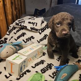 Light Blue - Brown male Chesapeake Bay Retriever puppy in Merlin, Oregon from Creekside Chesapeakes