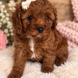 Ruby - Red female Cavapoo puppy in Richmond, Texas from Poodles of the south