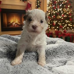 Joy AKC registered - Fawn sable female Havanese puppy in Cochran, Georgia from Dean Supreme