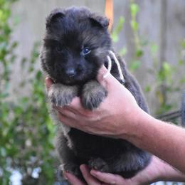 Tan collar female - Black and red female German Shepherd puppy in Marianna, Florida from Haus M Godwin
