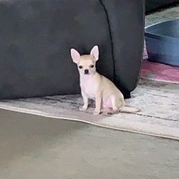 American Staffordshire Terrier and Chihuahua Puppies from Bellastaff