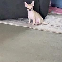 American Staffordshire Terrier and Chihuahua Puppies from Bellastaff