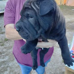 Chinese Shar-Pei Puppies from David's Chinese Shar-Pei