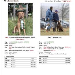 Chesapeake Bay Retriever puppies from Ball Bluff Kennel