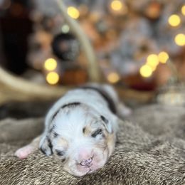 Miniature Australian Shepherd Puppies from Quartz Creek Aussies