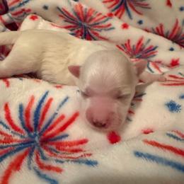 Girl 2 Purple - White female Coton de Tulear puppy in Ludington, Michigan from Cotten's Sunset Kennels