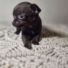 Coffee - Chocolate and white female Chihuahua puppy in Plainfield, Indiana from Abby's Pampered Pooches