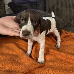 Magenta Collar - White and liver female German Shorthaired Pointer puppy in Covington, Georgia from Peters Built Pointers