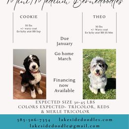 Bernedoodle puppies from Lakeside Doodles