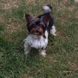 Domino - Yorkshire Terrier