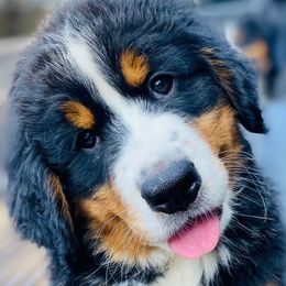 Bernese Mountain Dog puppies from Rooted Branch Farm