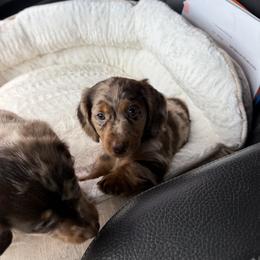 Dachshund and French Bulldog Puppies from Trust Fund Devil Kennel