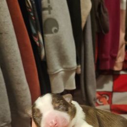 Vixen - Red tri female Toy Australian Shepherd puppy in Crooksville, Ohio from West View Toy Aussies