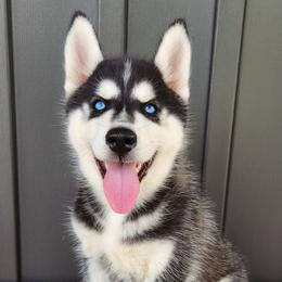 Boy 2 - Black and white male Siberian Husky puppy in Grayson, Kentucky from Kentucky Huskies