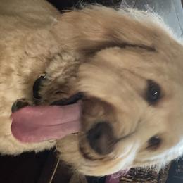 Sunshine - Goldendoodle