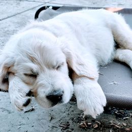 Golden Retriever Puppies from Corrie Poppe's SD English Cream Golden Retrievers