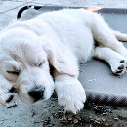 Golden Retriever Puppies from Corrie Poppe's SD English Cream Golden Retrievers