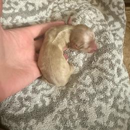 Sleepy - Cream male Dachshund puppy in Atwood, Oklahoma from Holder’s Doxie Farm