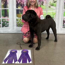 Luca - Chinese Shar-Pei
