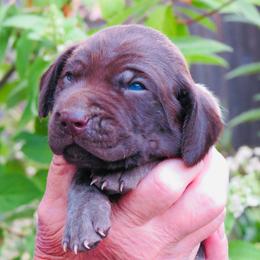 Ten Bears - Liver roan male German Shorthaired Pointer puppy in Redding, California from Macushla Kennel
