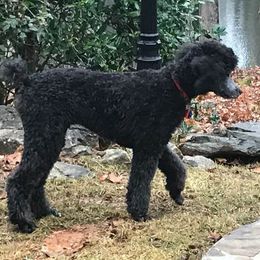 Poodle Puppies from Southern Standards Standard Poodles