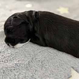 Yellow 'Emmy' - Black female Schnoodle puppy in Saint Augustine, Florida from Gunnie Luv, LLC