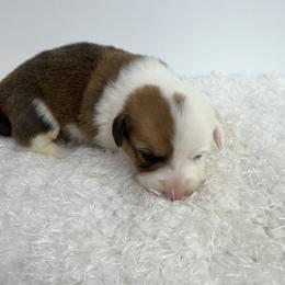 Rodeo - Red male Pembroke Welsh Corgi puppy in Hillsville, Virginia from Bonderosa Kennels