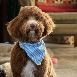 Swazie - Goldendoodle