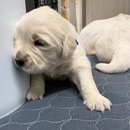 Boy Pick 4 - Light golden male Golden Retriever puppy in Waterloo, Indiana from All 4 Paws of Pheasant Run