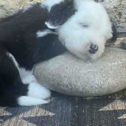 Old English Sheepdog Puppies from O’Leary’s Old English Sheepdogs