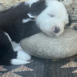 Old English Sheepdog Puppies from O’Leary’s Old English Sheepdogs